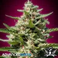 Advanced Seeds White Kush